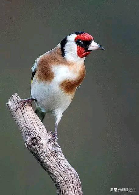 大绿雀鹎的简单介绍,红额金翅雀,漂亮(小绿雀图片)