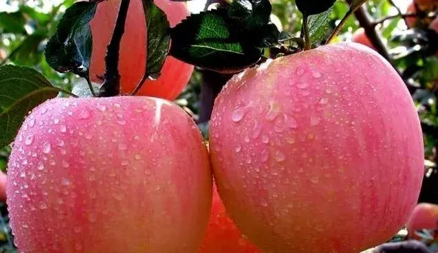 水果酵素的自制方法，自制水果酵素的做法（自制水果酵素的做法！）