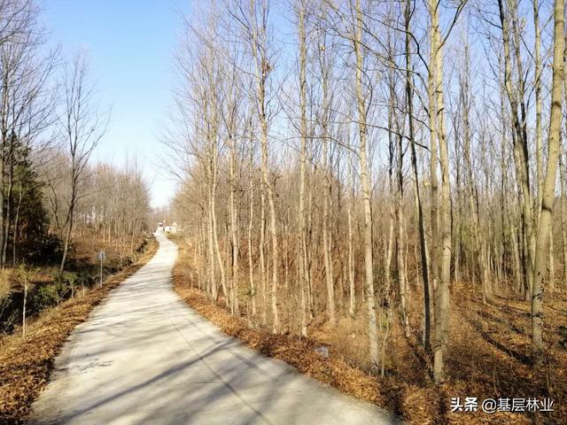 山上最硬小杂木，经济效益可与杉木媲美的硬杂木——麻栎