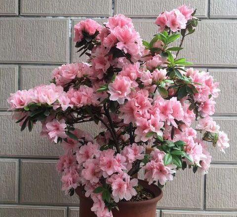 加仑盆什么意思，加仑盆什么意思与尺寸（先从“选盆”入手）