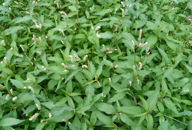 秦椒是什么样的，秦椒是什么辣椒（它叫“辣椒草”）