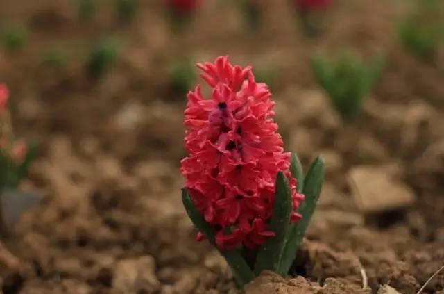 各种花的花语，各种花的花语爱情（史上最全花语大全）