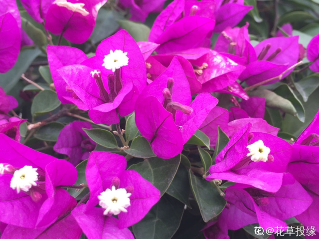 花城是哪个城市，不夜城是哪个城市（中国超美的两大花城）