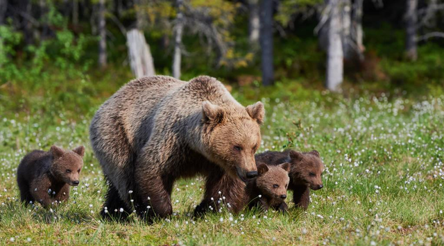 熊喜欢吃什么食物，熊吃什么食物（遇熊装死能不能躲过一劫）