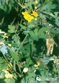 白牛胆的功效与作用，白牛胆的功效与作用禁忌（中药图片大全与功效）