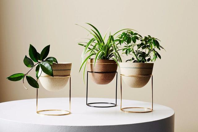 室内花要怎么养，室内花要怎么养（养花10多年总结的室内养花技巧）