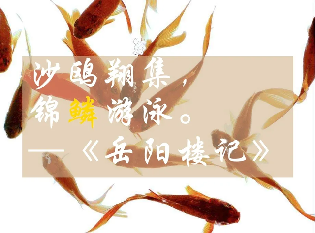 鱼身上的鳞片有什么用，鱼身上掉鳞片怎么办（鱼鳞：不仅能帮科学家研究鱼类）