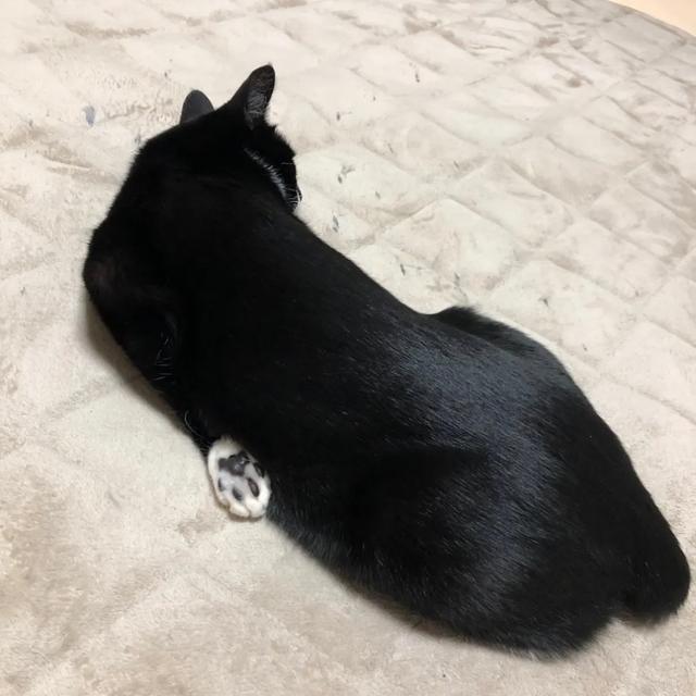 可爱表情包.抱我的小猫腿舔我的jio，微信头像，可爱表情包.抱我的小猫腿舔我的jio（却把评论区逼成了恋jio癖哈哈哈）