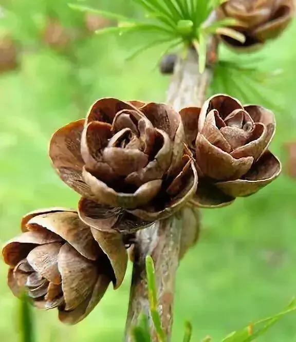 松树是什么样子的，松树长什么样子图片（科普答疑：松树会开花吗）