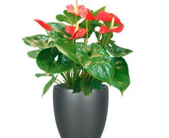 红掌有哪些品种，红掌有哪些品种名称（红掌品种图片大全）