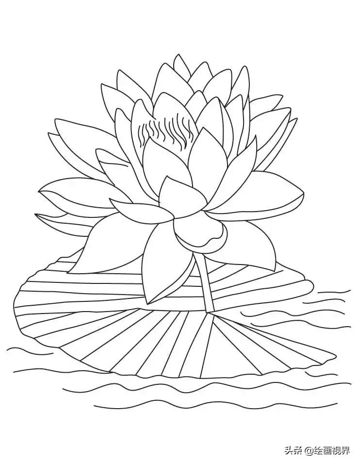 莲花的基础结构画法