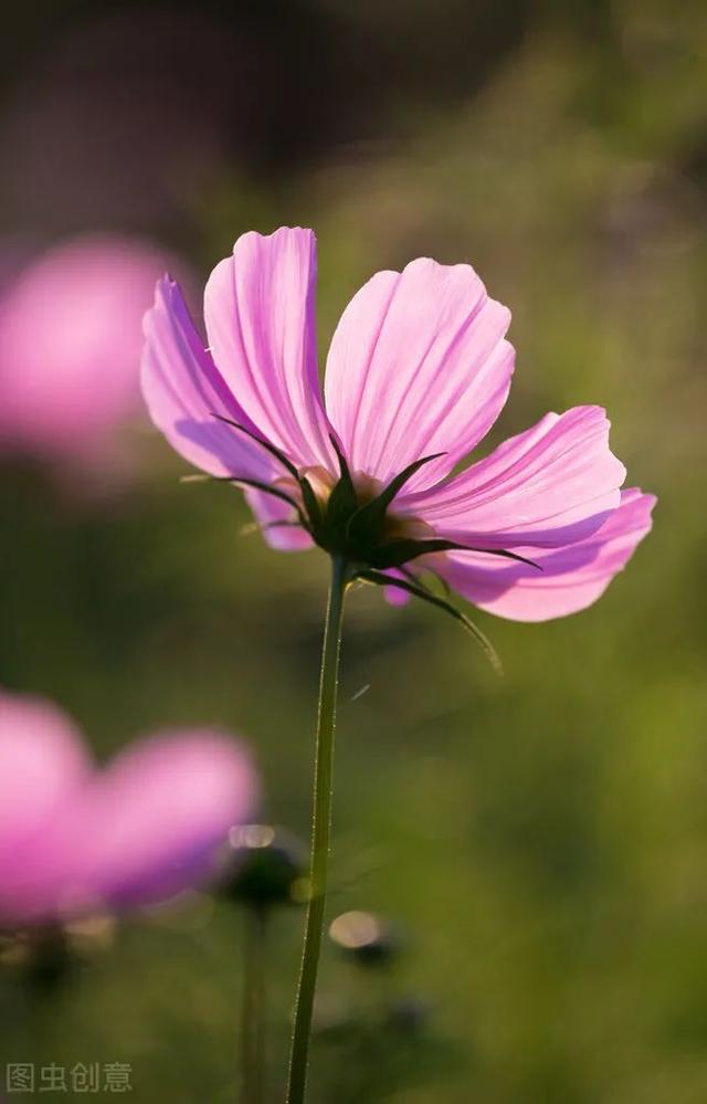 梦里泪落知多少，梦里泪落知多少美文（梦里花落知多少）