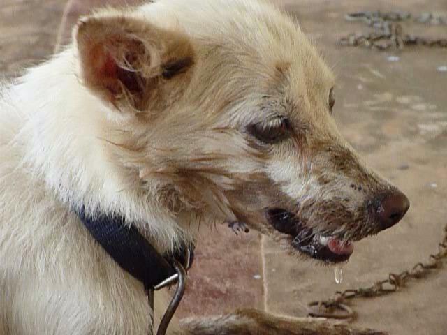 狂犬病毒，阻碍患者吞咽口水（狂犬病毒通过什么途径传播）