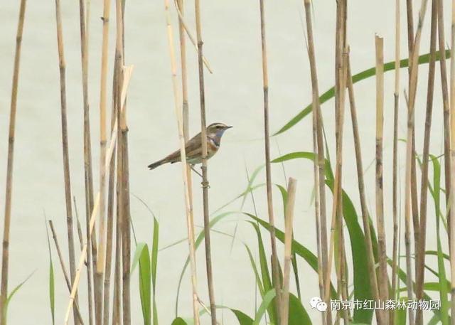 鹳怎么读，颧怎么读音读出来（鹬、鸫、鸲、鹟、鹎、鹳、鹮……这都是啥鸟）