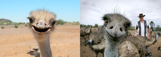 鸸鹋和鸵鸟的区别，鸵鸟和鸸鹋的区别（\