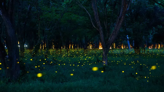 为什么萤火虫要吃蜗牛，为什么萤火虫要吃蜗牛壳（浪漫的萤火虫还有多少不为人知的一面）