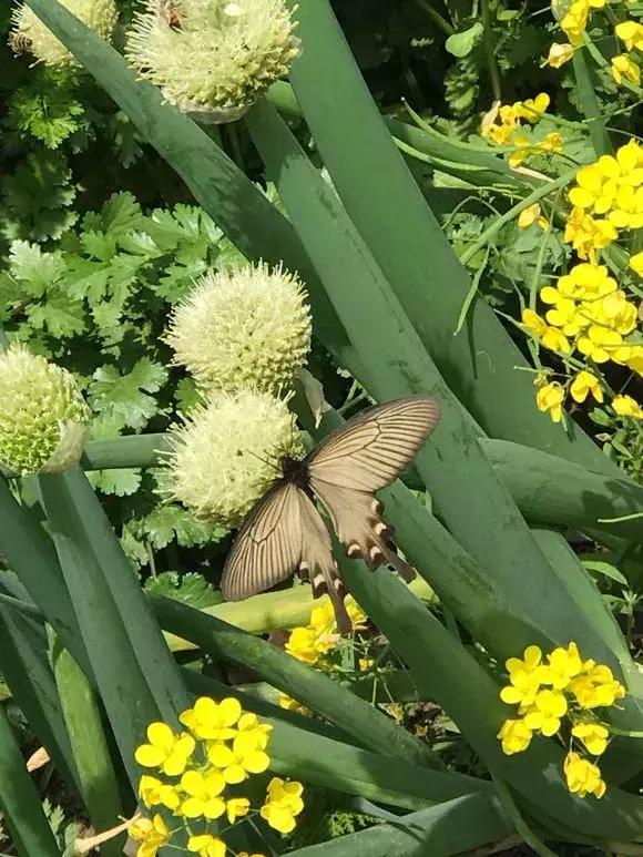 洋葱长芽了会开花吗，洋葱长芽了会开花吗有毒吗（阳台种点“大葱”）