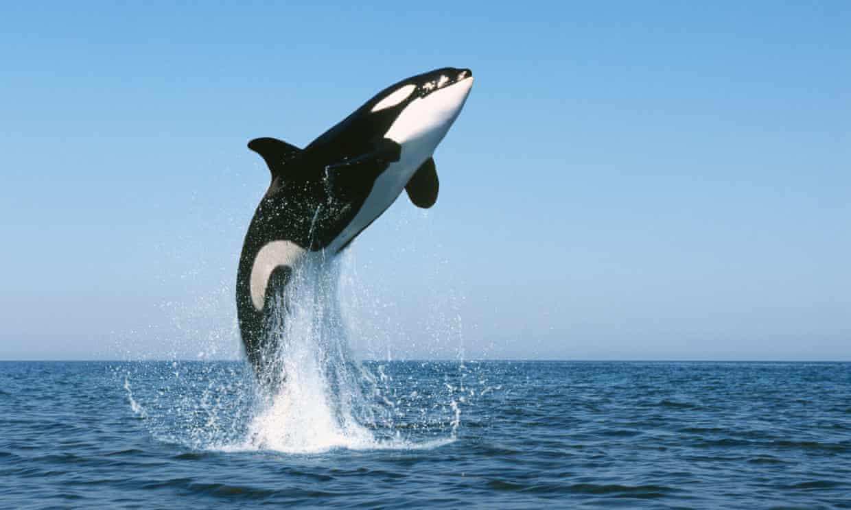 巨型大白鲨吃虎鲸(外表乖巧的虎鲸) 