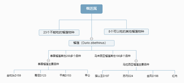 榴莲起源和名称来由是什么，榴莲来源于哪里（热带水果之王榴莲的科普）