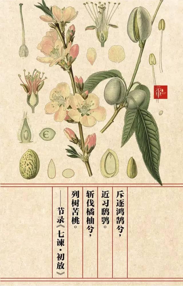 木兰科的常见地被植物有哪些，常绿木兰科植物有哪些（收藏起来留给孩子慢慢看）