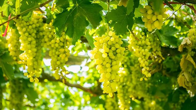 此何遽不为福乎的意思，遽是什么意思（文言文中的代词用法分类详解）