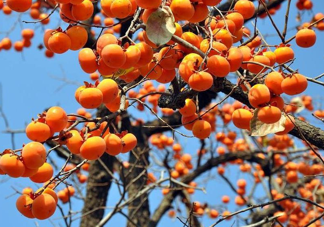 阳气最强的树是什么树 有哪些种类，阳气最强的树是什么树（老祖宗忠告：“门前种三树）