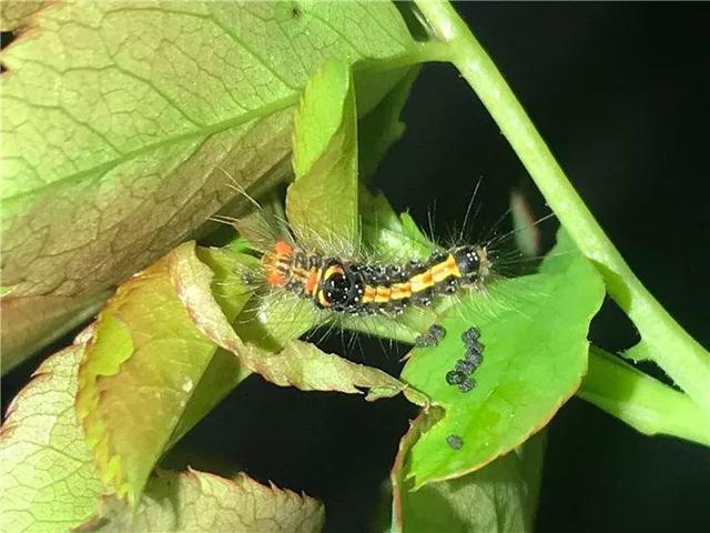 家里有鼻涕虫怎么消灭，鼻涕虫怎么彻底消灭（自制天然杀虫水）