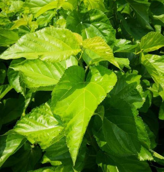 桑叶有什么功效和作用，桑叶的功效与作用有哪些（居然还有这种功能）