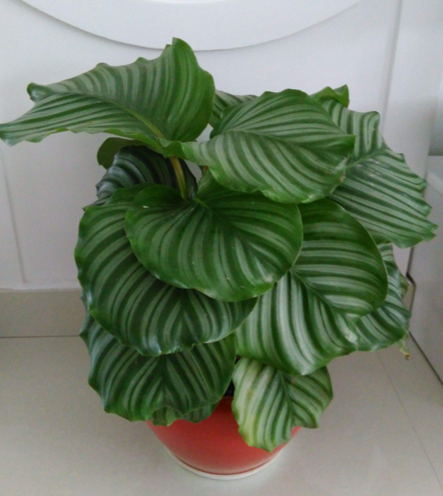 孔雀竹芋叶子卷边干枯，孔雀竹芋叶子卷边怎么办（冬季竹芋类植物干尖卷叶严重）