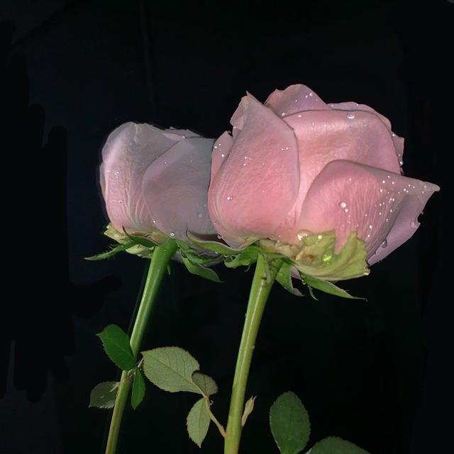 陶白白说巨蟹座文案，陶白白的白羊座文案（“关于陶白白说的星座文案”）