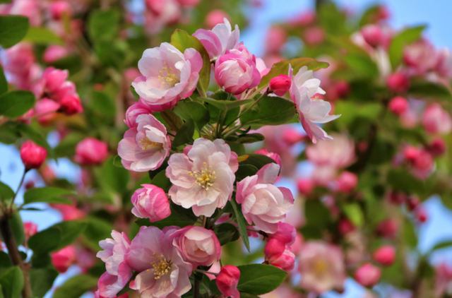 12月是什么星座，12月是什么星座女生（个个生活幸福）