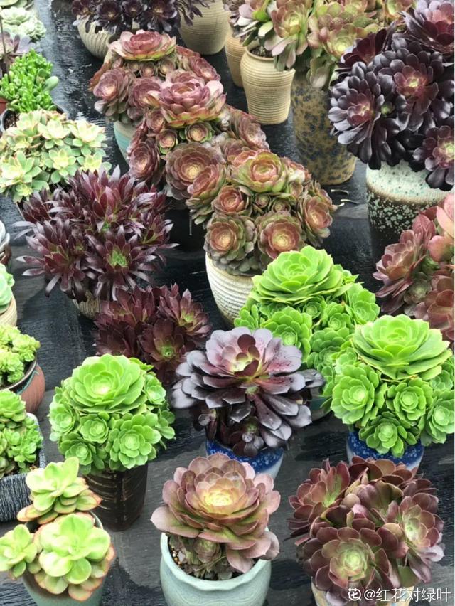 30种适合懒人养的花夏季，蹭蹭疯长、爆盆