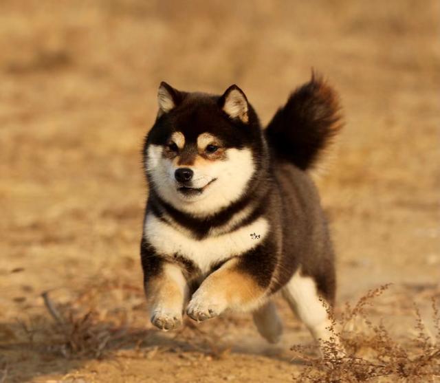 柴犬尴尬期后的表现，柴犬尴尬期鬼见愁
