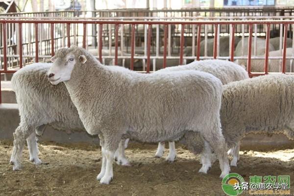 羊肉多少钱一斤？2018年12月份全国各地羊肉价格汇总