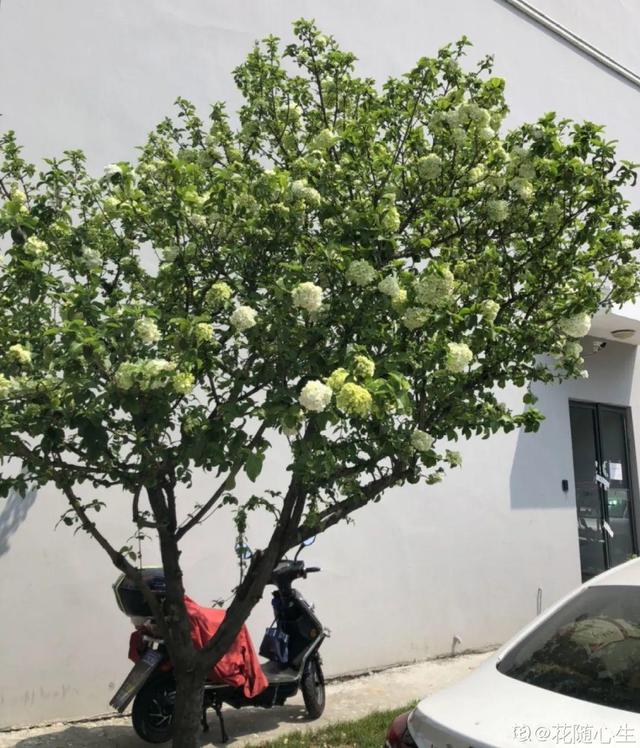 一梦两三年一花一世界网名，一梦两三年一花一世界微信昵称（千年的紫藤树···5种花越老越值钱）