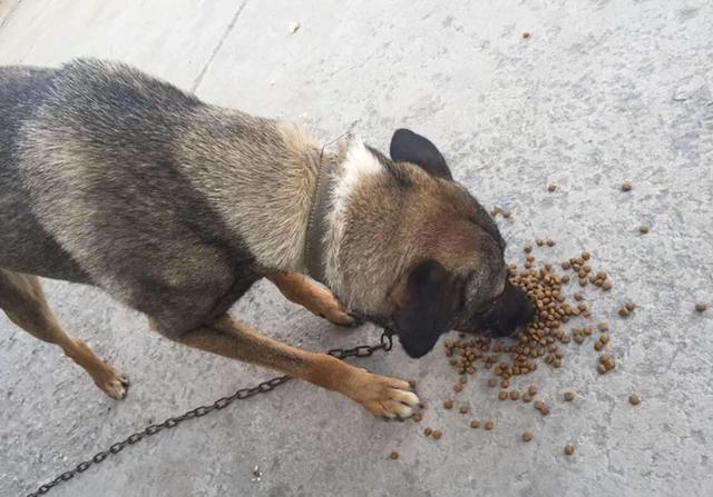 人能吃狗粮吗吃了会有什么害处吗，人能吃狗粮吗吃了会有什么害处吗视频（长期喂食泡软狗粮无助肠胃吸收）