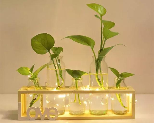 绿萝好养吗,绿萝怎样栽培(绿萝竟然排在倒数第1) 绿萝好养吗,绿萝怎样栽培(绿萝竟然排在倒数第1)