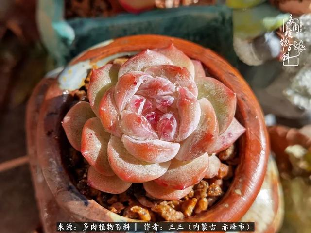 雪候鸟是什么意思，雪候鸟歌词表达什么意思（多肉于我从来不是锦上添花）