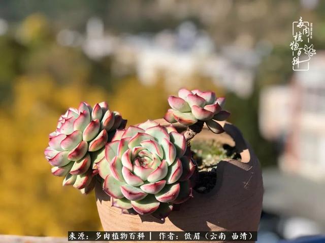很丧很失望——低眉.，皱着眉头哭丧（陪你度过寒冷的圣诞平安夜图片）