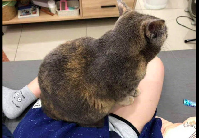 猫爪印(猫爪印素材,猫咪坐在主人的大腿上(猫爪印怎么画)