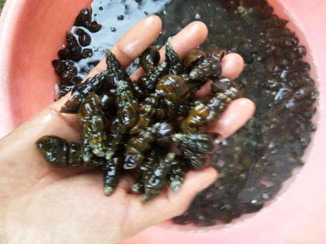 坑螺煲鸡放什么材料，坑螺蒸鸡的做法大全（南方人夏季经常吃的美味）