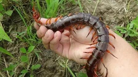 弟弟的惊喜400字作文，弟弟的作文怎么写（弟弟总是能给我一些惊喜）