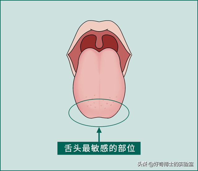 如何舌吻，舌头接触面积得多大