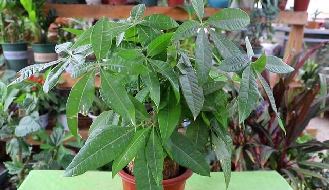 发财树种植技巧，掌握好4个养护关键点