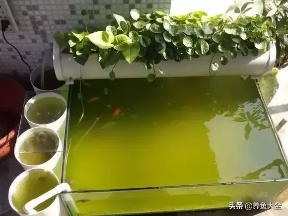 金鱼缸价格，金鱼缸价格及图片（打造一个室内迷你生态园）