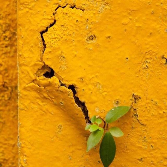 黄色背景图来一波，纯黄色背景图图片（点赞好运无限来 ​​​）