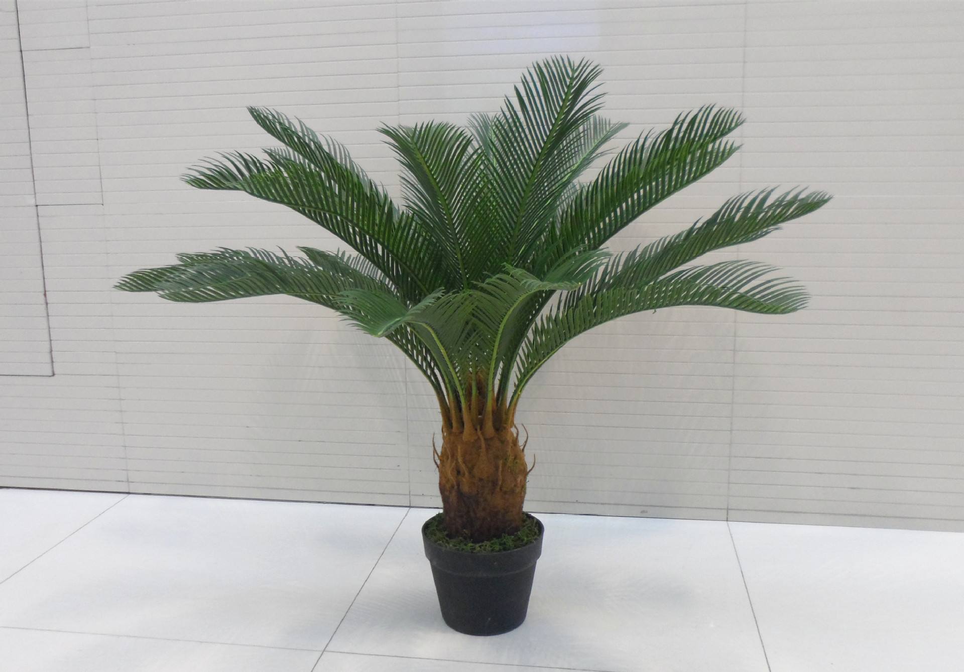 铁树制作盆景的过程(苏铁树图片盆景)-娱宸网