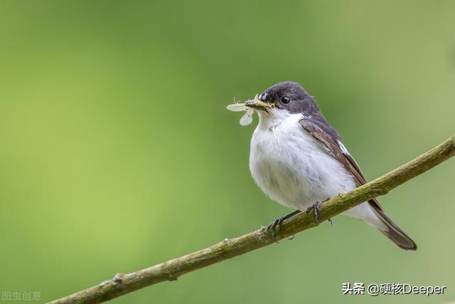 蜉蝣的寓意，蜉蝣是什么动物（河南洪水过后惊现蜉蝣遮天）