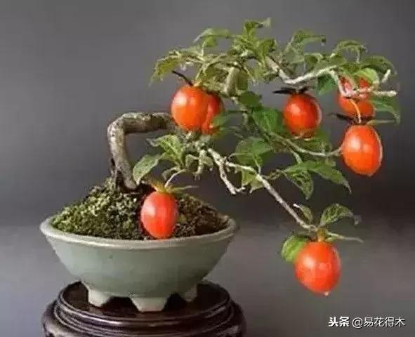 老鸦柿和金弹子的区别,老鸦柿和金弹子谁更容易养活(老鸦柿盆景)