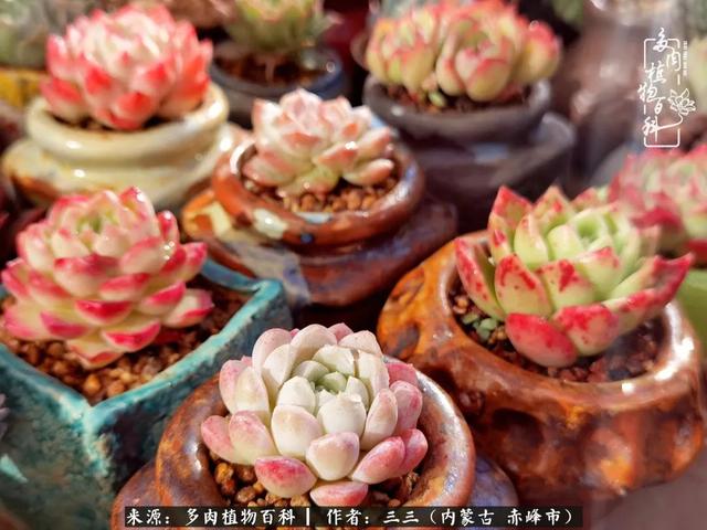 雪候鸟是什么意思，雪候鸟歌词表达什么意思（多肉于我从来不是锦上添花）